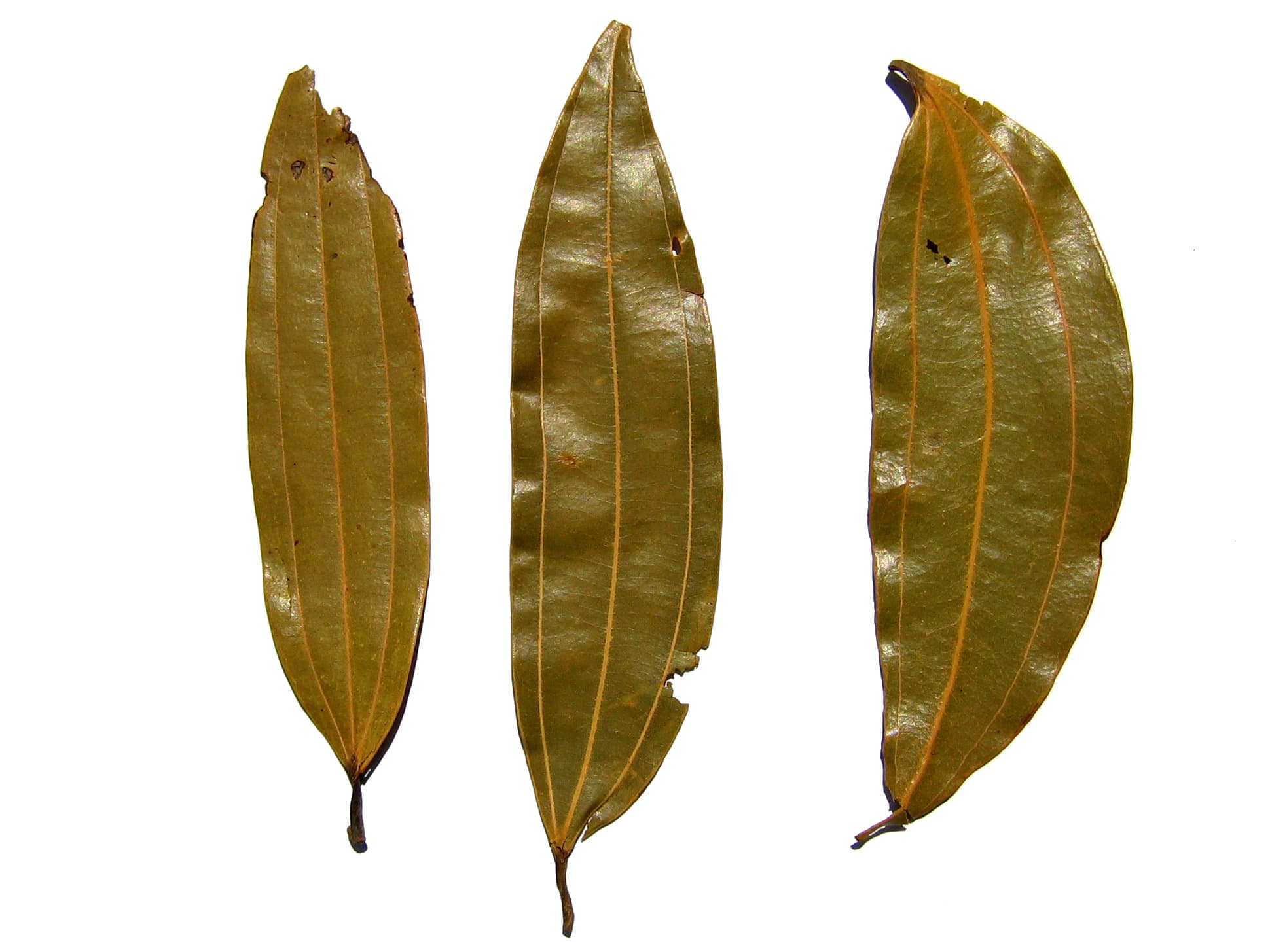 Three dried tejpat leaves, each with three long veins running from the stem